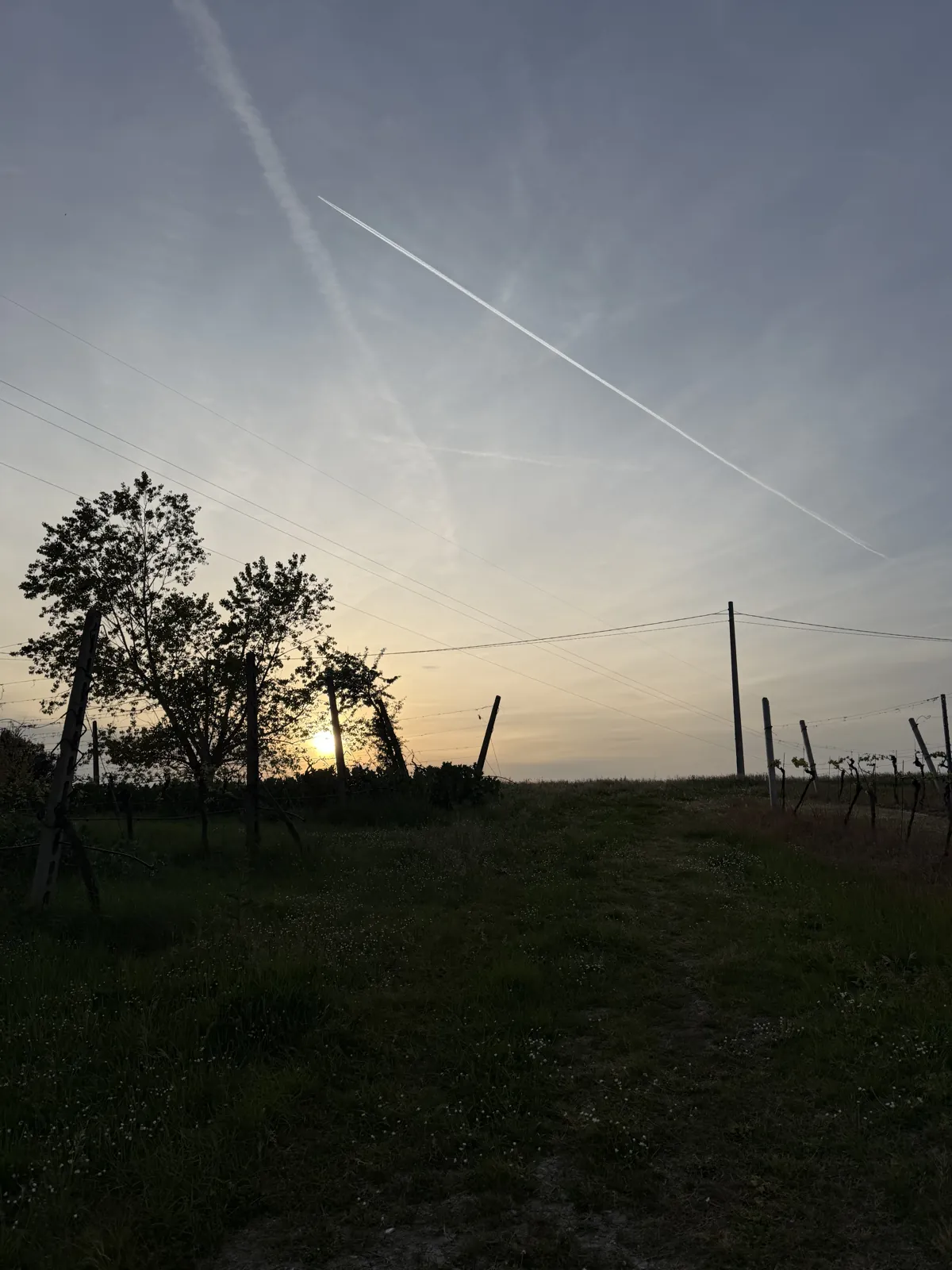 Filari delle colline riminesi nella luce del tramonto